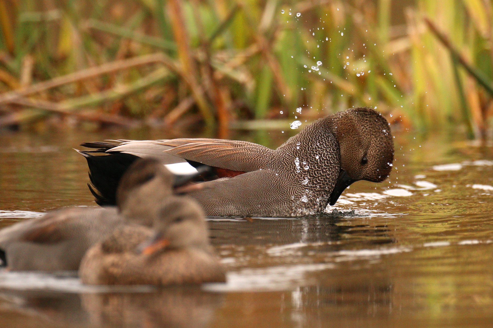 Gadwall