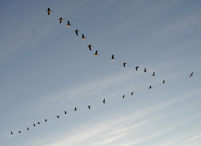 Geese in V-formation | BirdNote