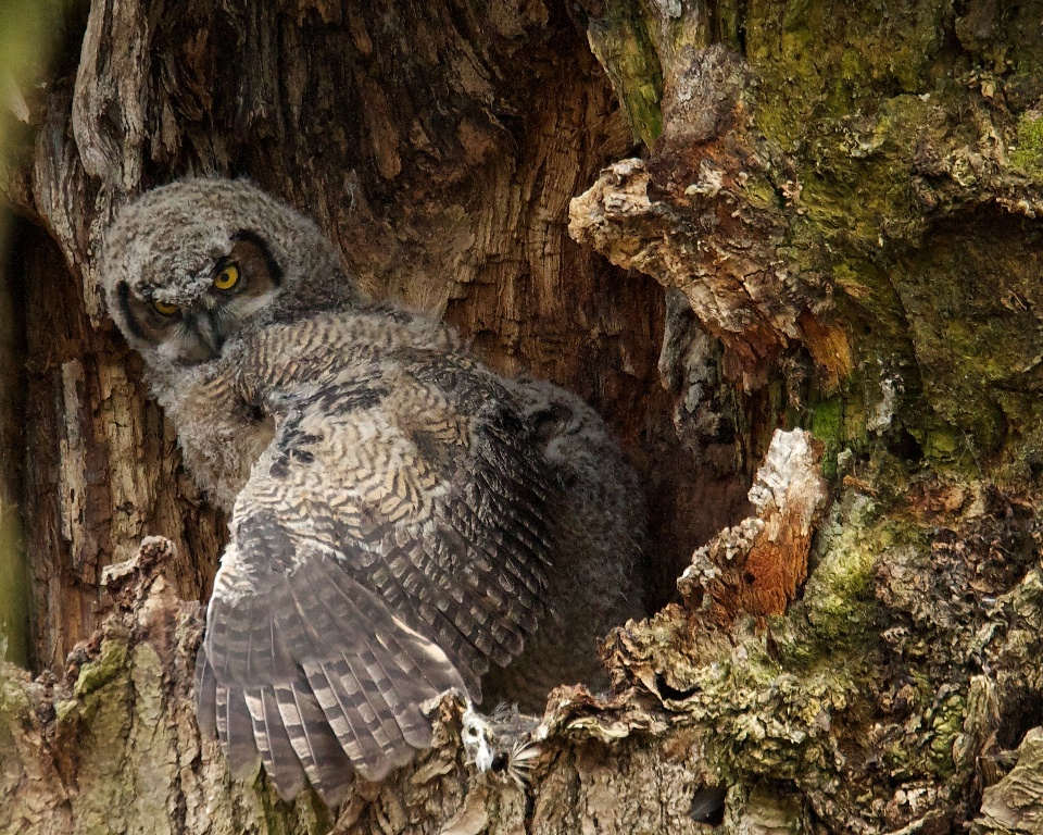Great Horned Owlet