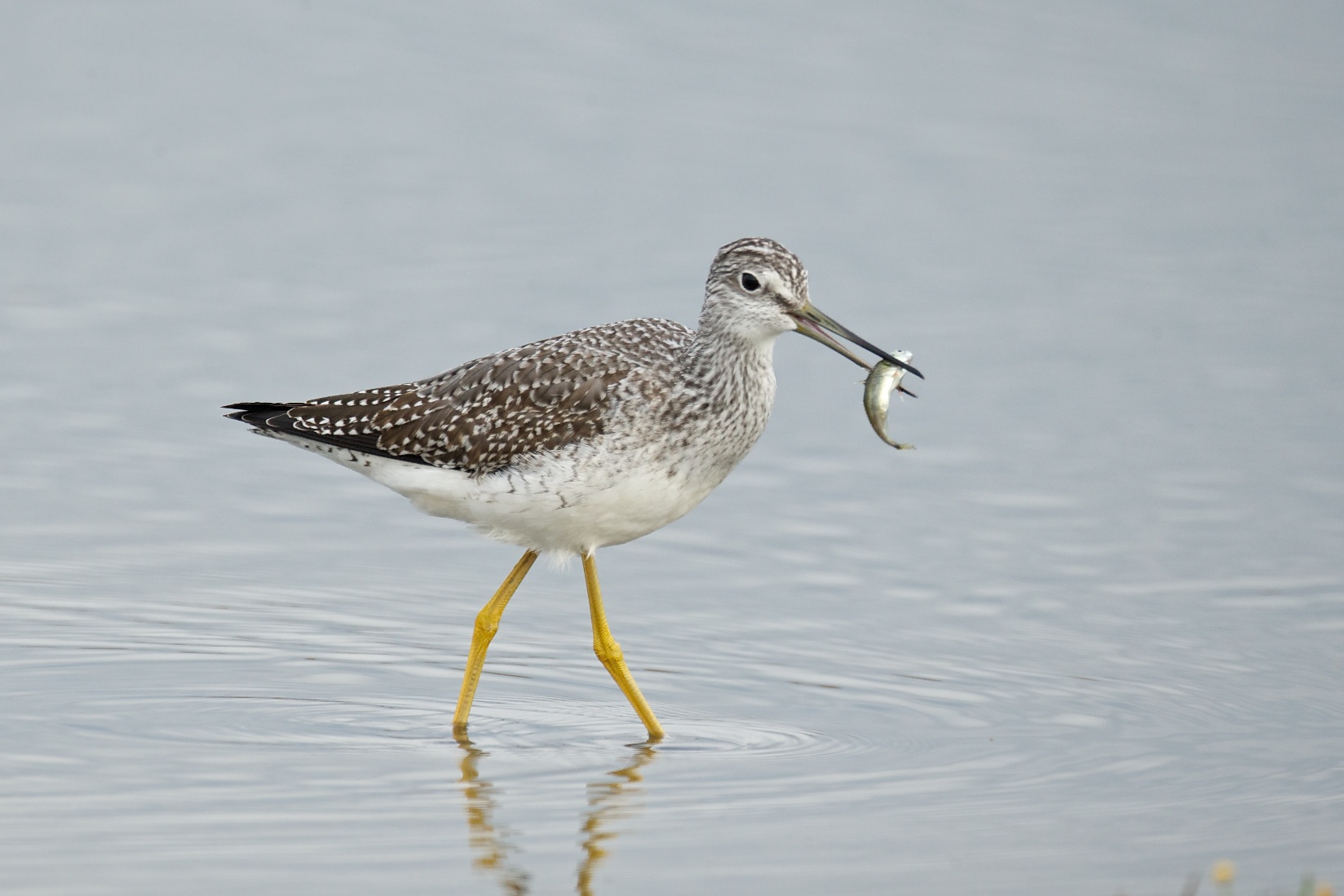 Greater Yellowlegs