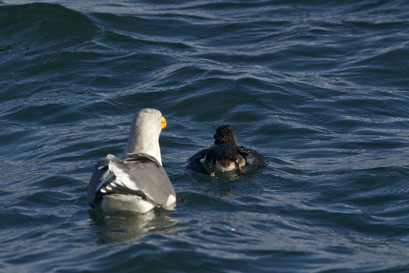 Glaucous-winged Gull attacks a Rhinoceros Auklet