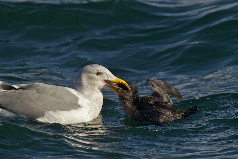 Glaucous-winged Gull attacks a Rhinoceros Auklet