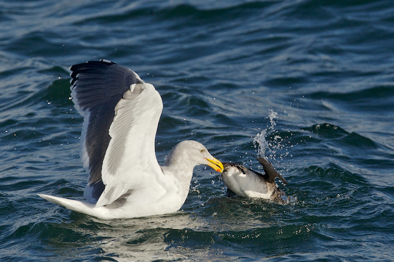 Glaucous-winged Gull attacks a Rhinoceros Auklet