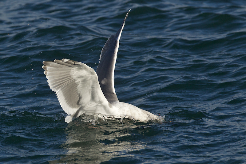 Glaucous-winged Gull