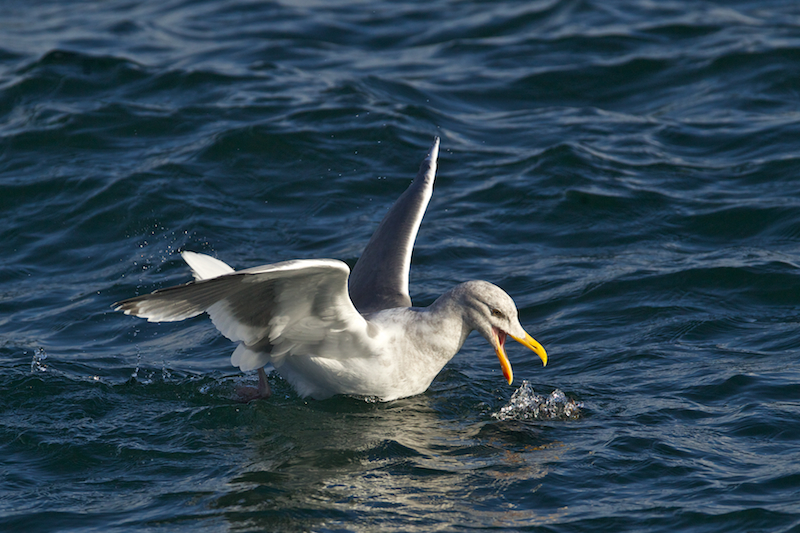 Glaucous-winged Gull