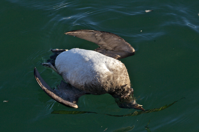 Rhinoceros Auklet