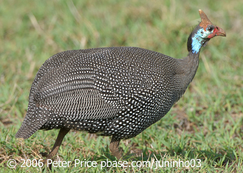 Frantic Fowl from Guinea | BirdNote