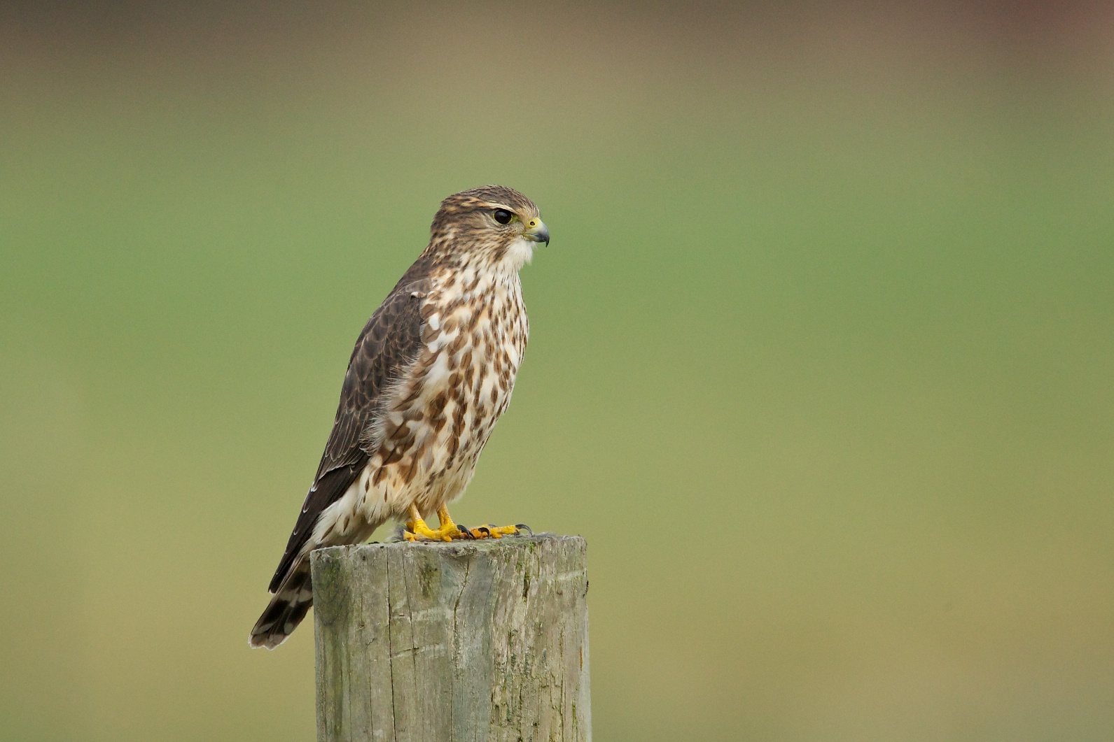Merlin