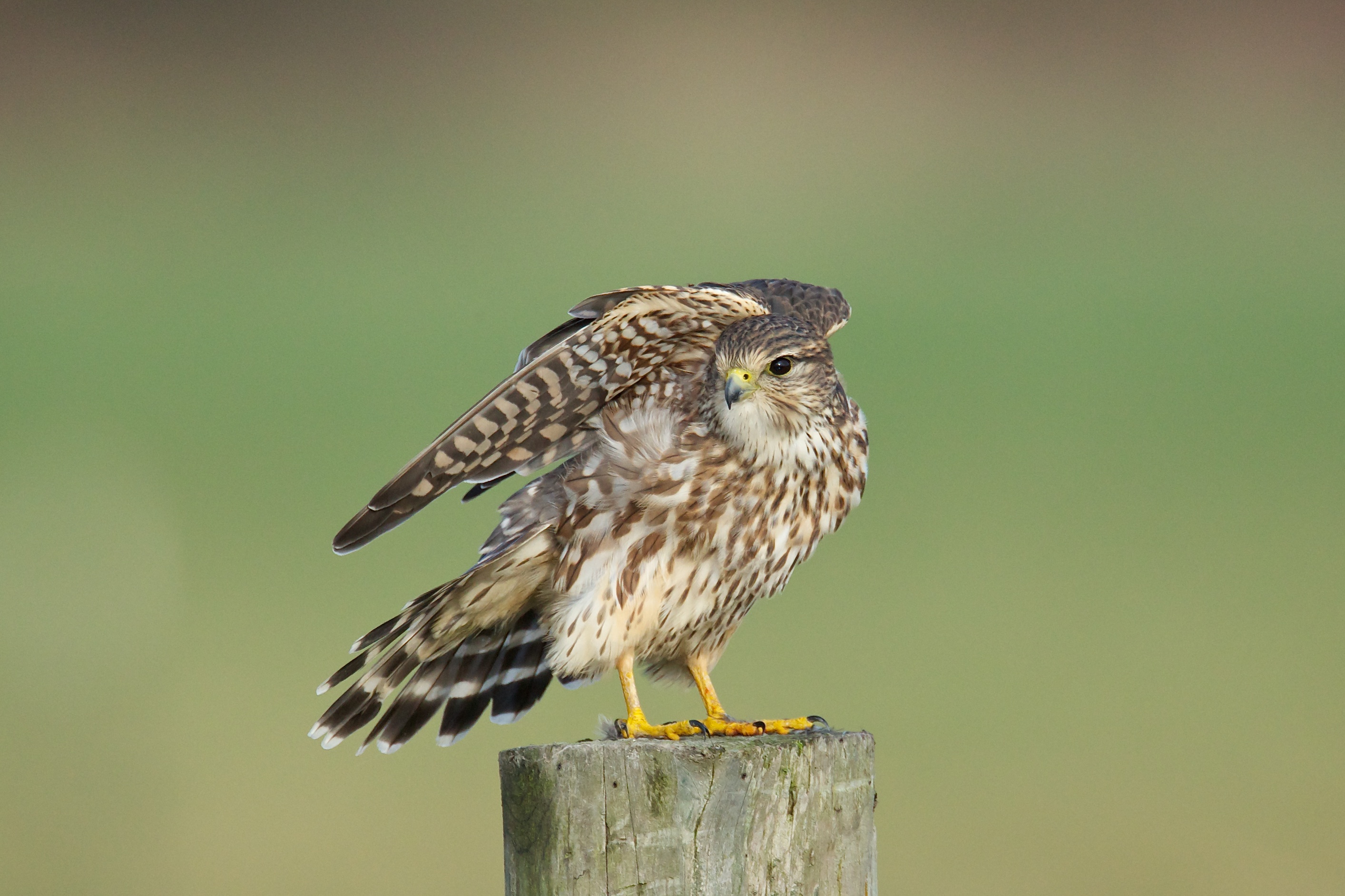 Merlin