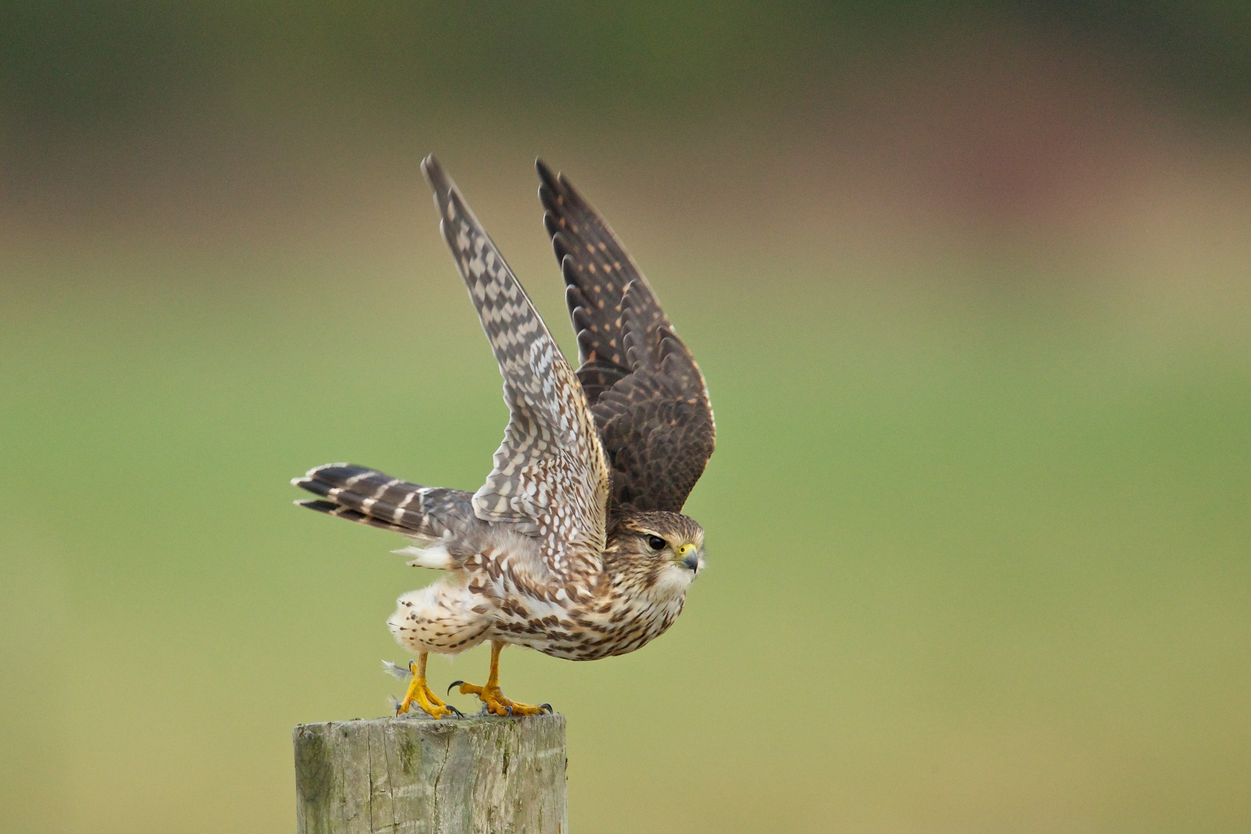 Merlin