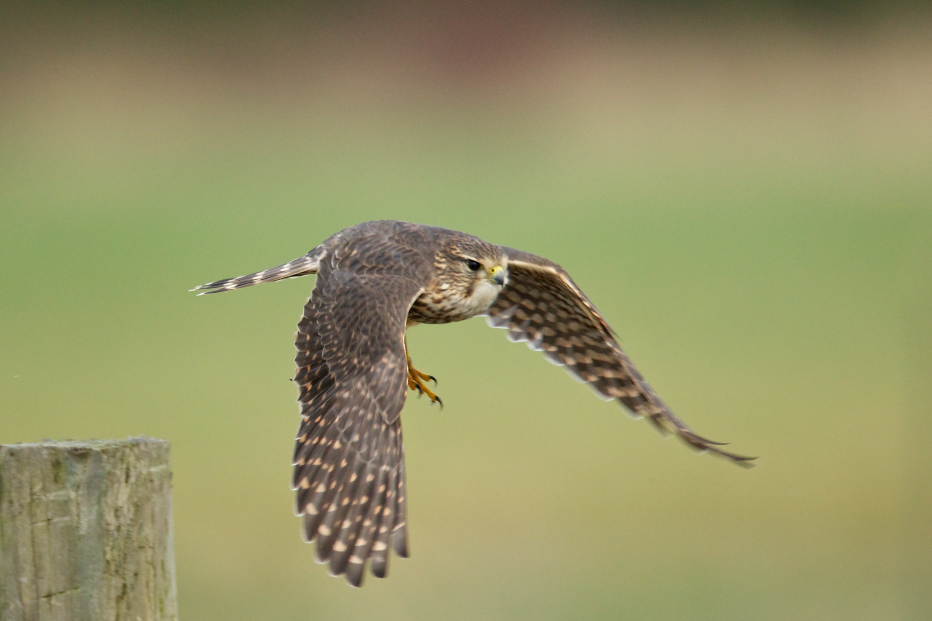 Merlin