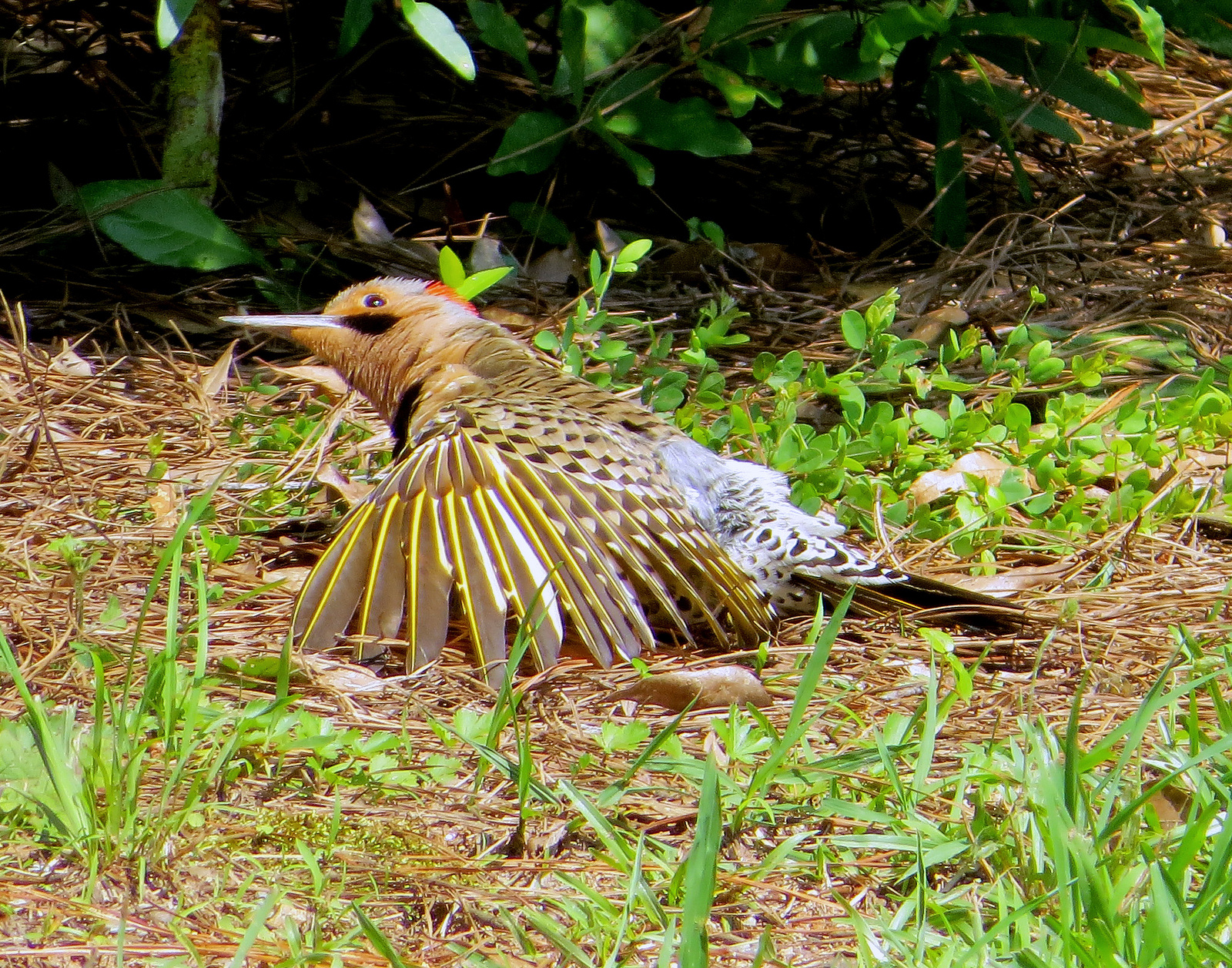 Baby Birds  Leave Them Alone BirdNote