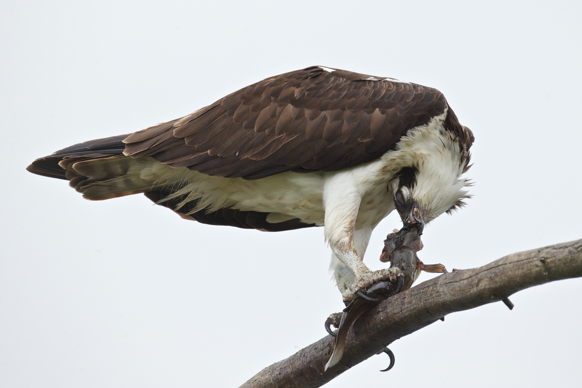 Osprey