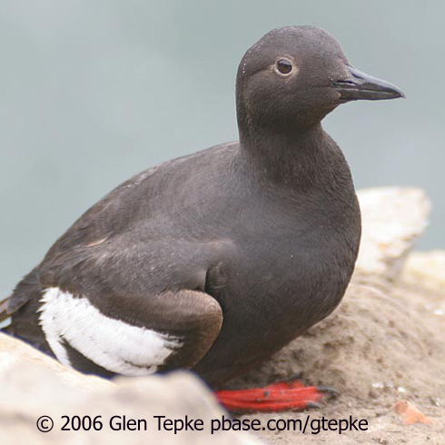 guillemot pigeon glen indicator species birdnote