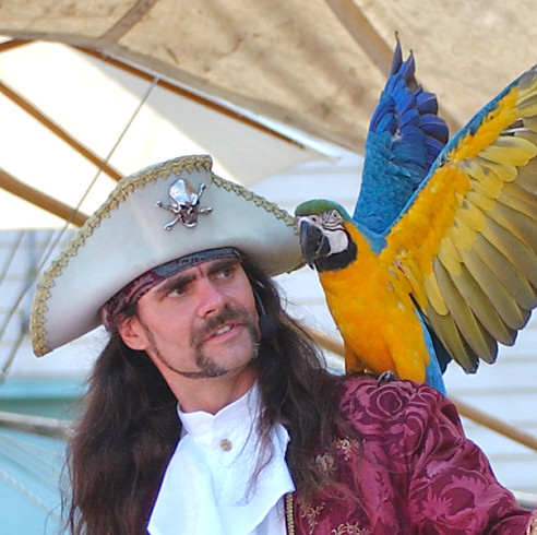 pirates parrots pirate parrot gary percy birdnote