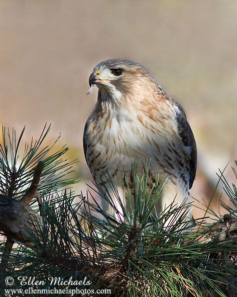  Pale  Male  BirdNote