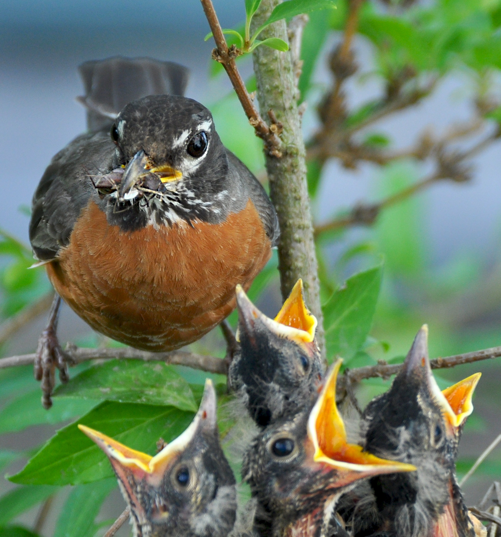 Robins Raise a Brood In a Hurry BirdNote