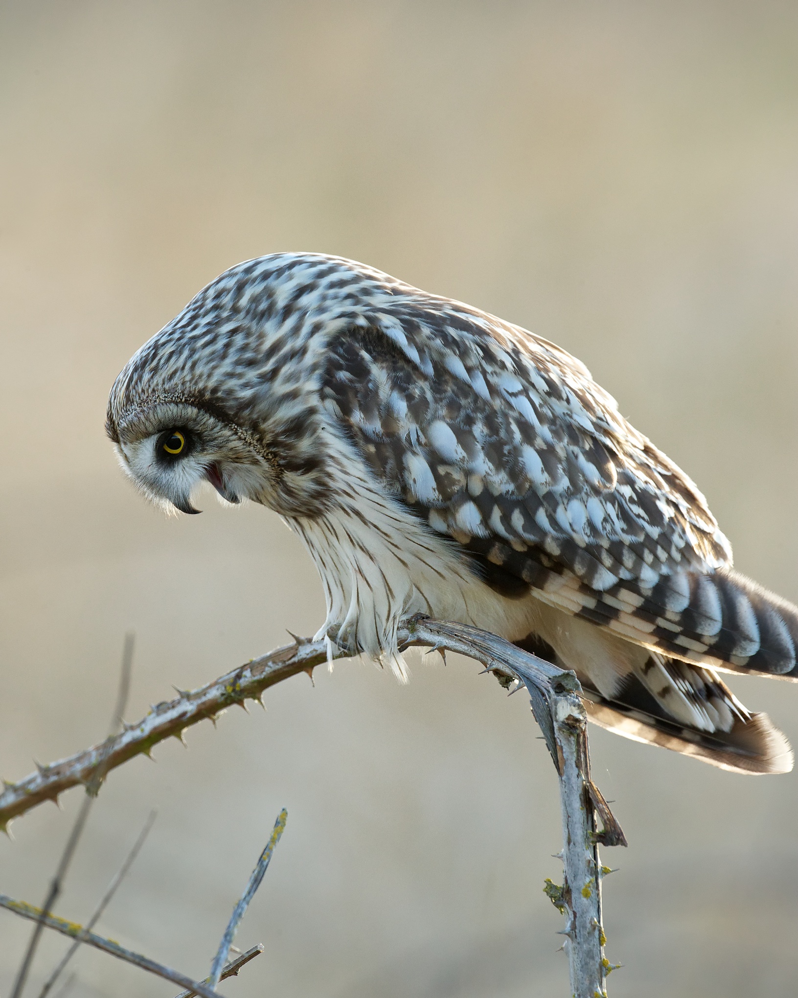 Short-eared Owl