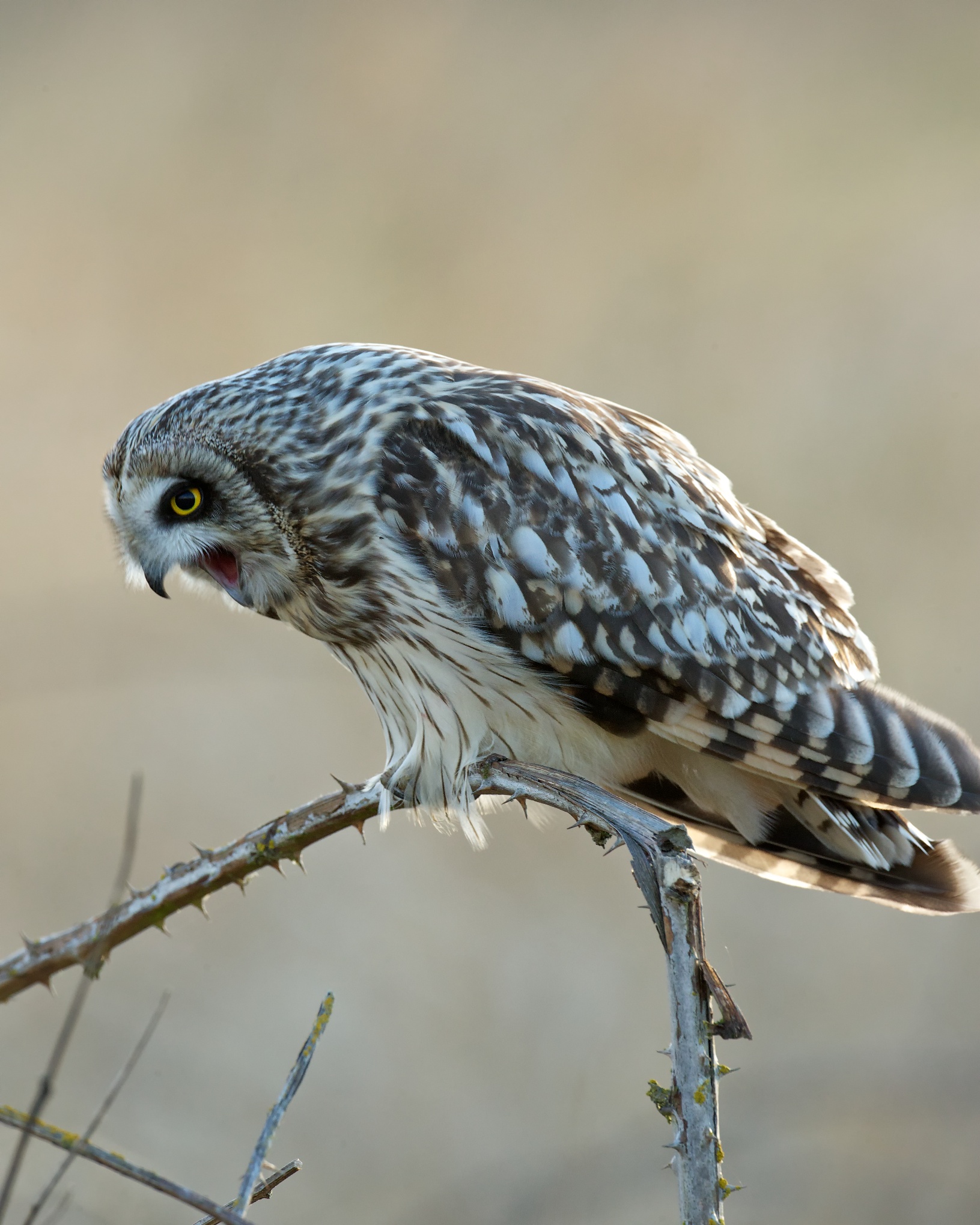 Short-eared Owl