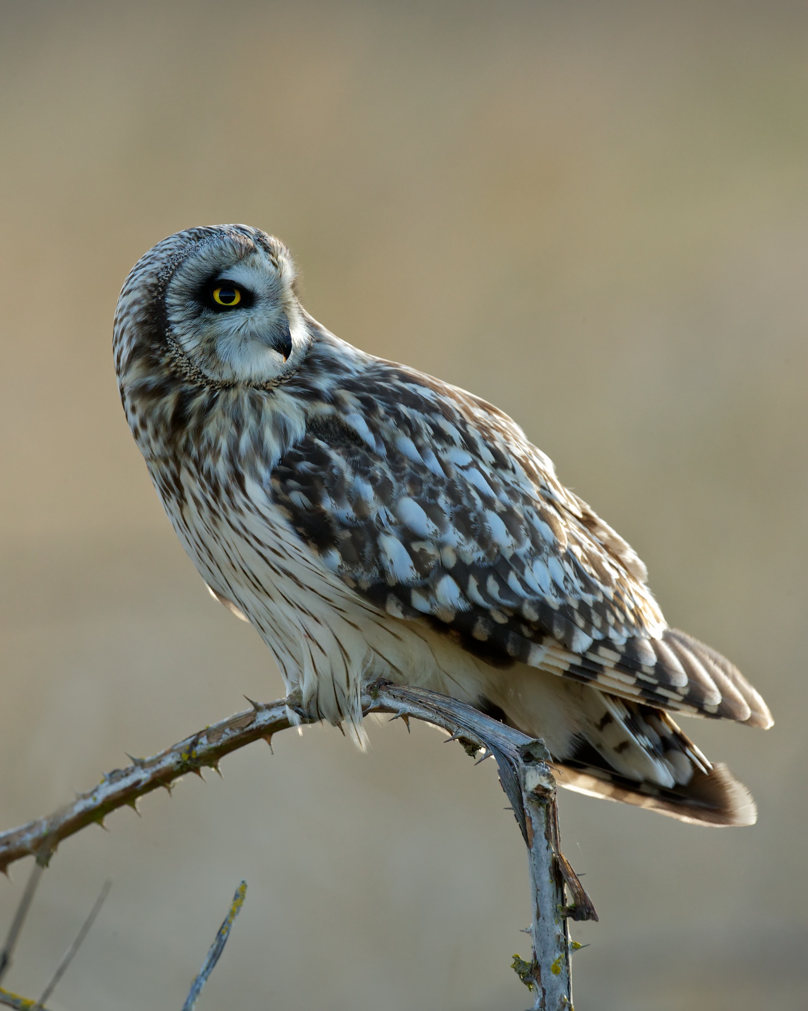 Short-eared Owl