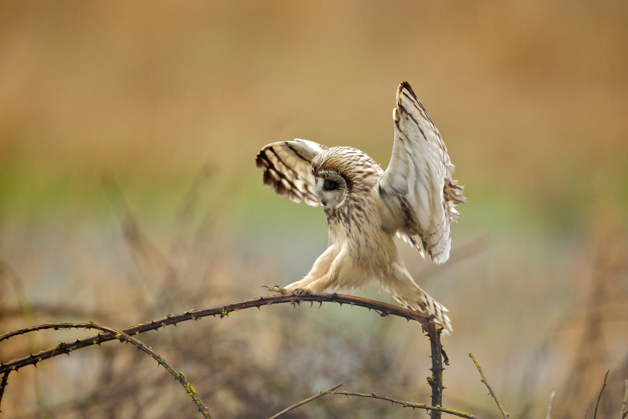 Short-eared Owl
