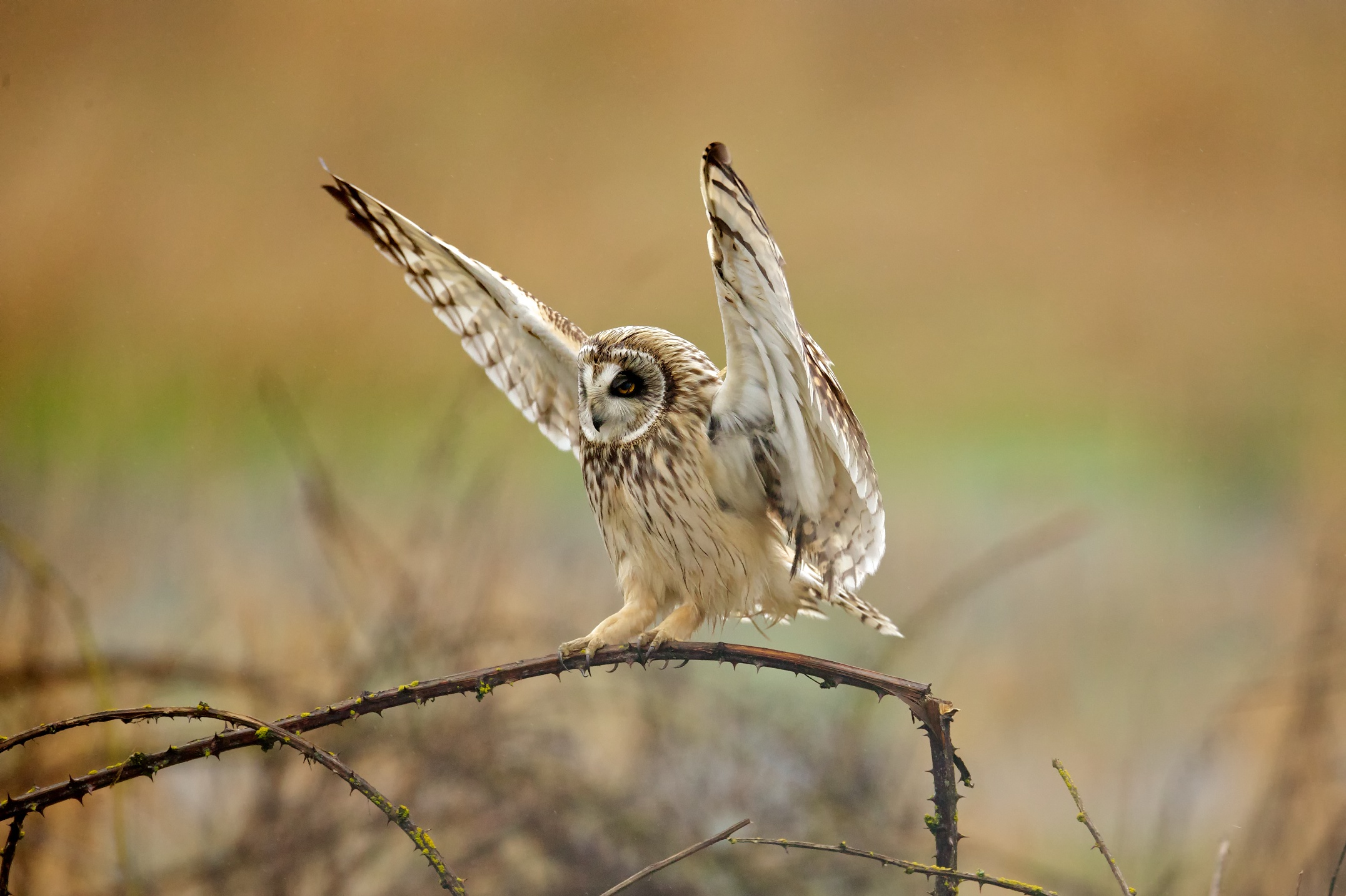 Short-eared Owl