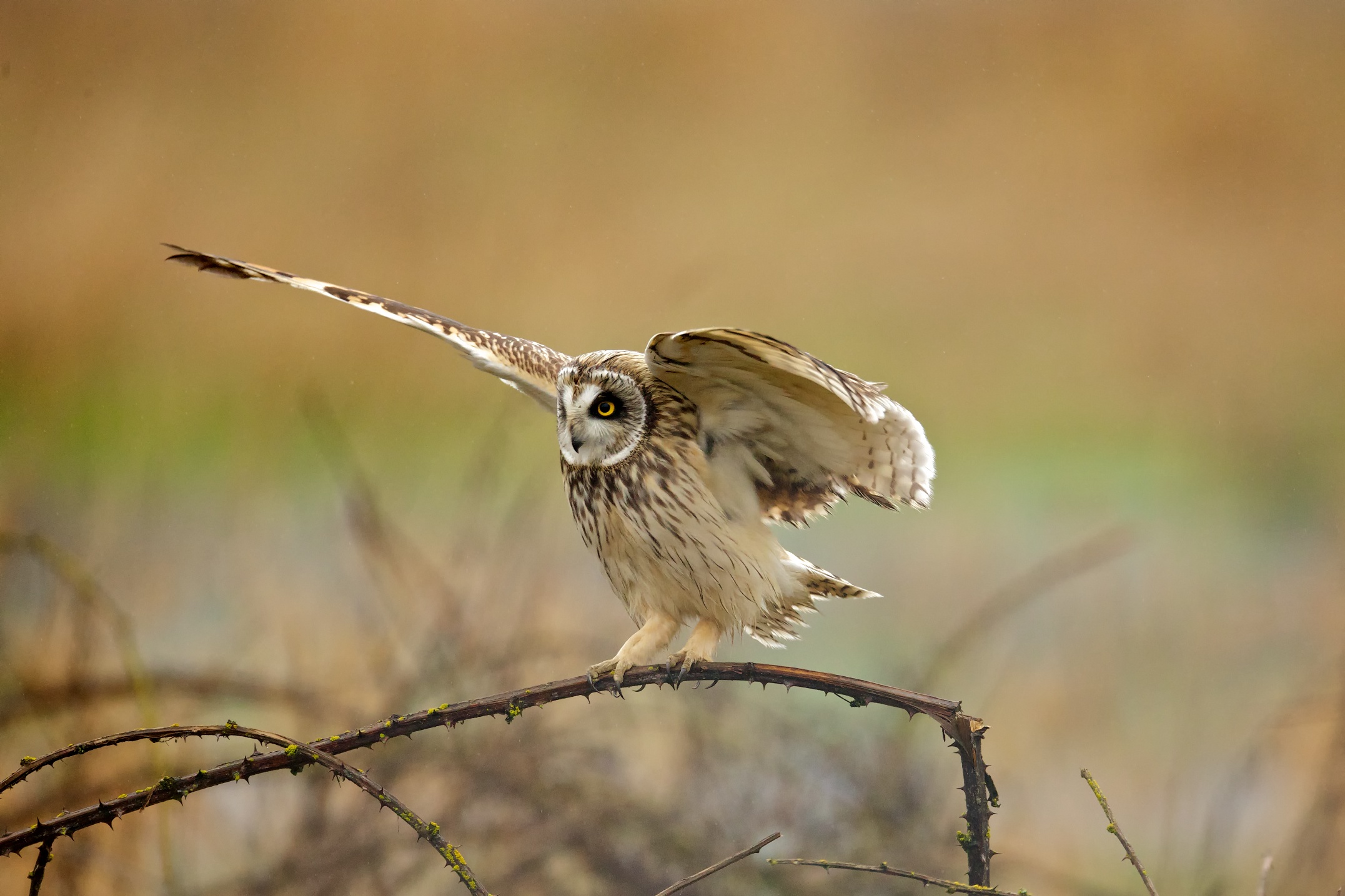 Short-eared Owl