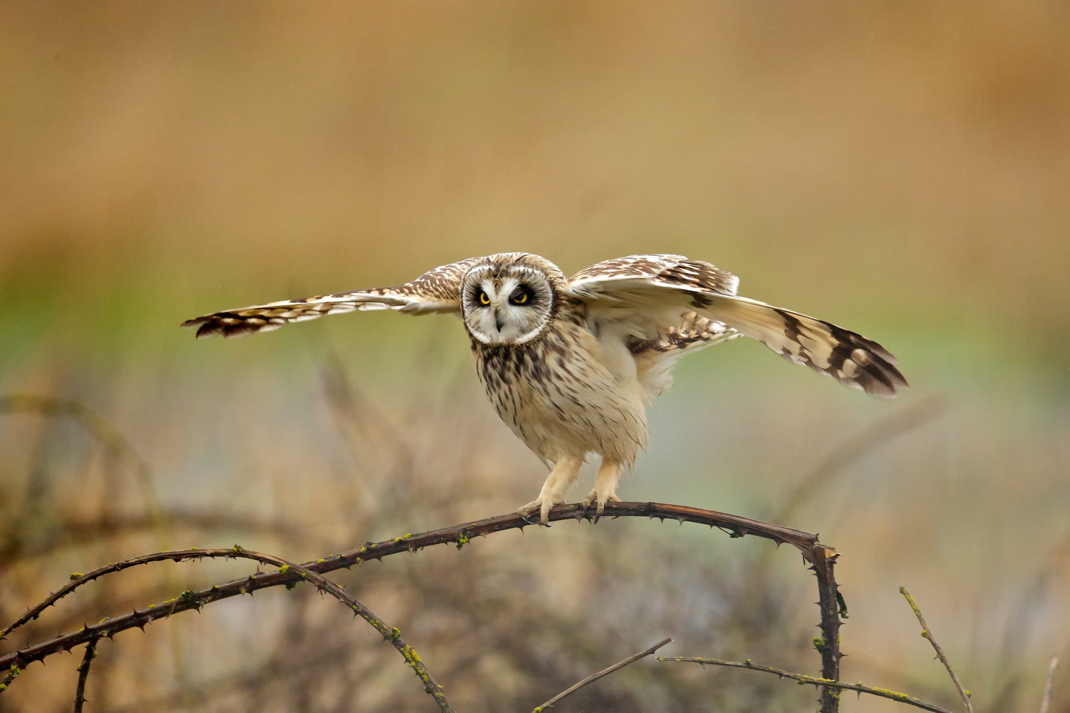 Short-eared Owl
