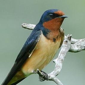 barn-swallow-jutta-geisler-285.jpg