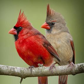 cardinal-pair-sideways-bonnie-t-barry-285.jpg