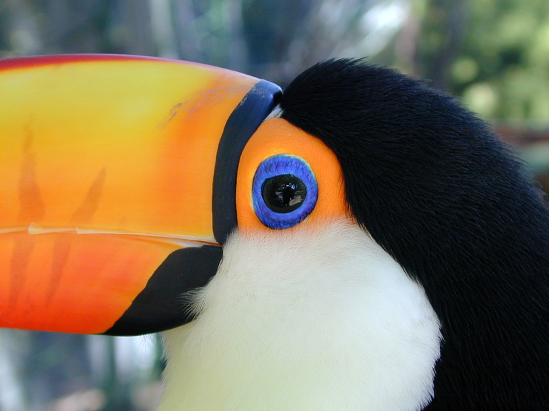 How Toucans Stay Cool | BirdNote