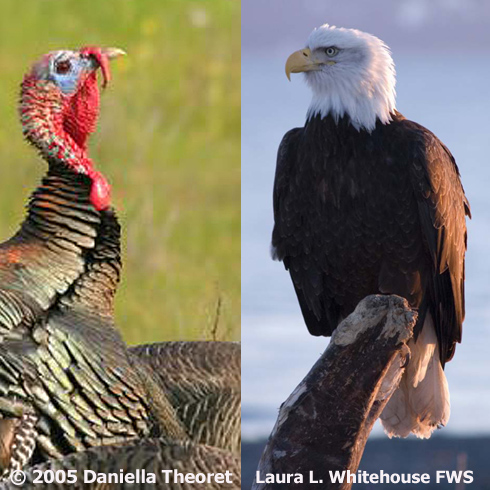 National Symbol - Turkey vs. Eagle | BirdNote