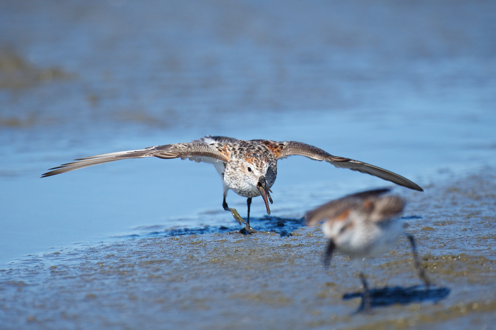 sandpipers fighting 2