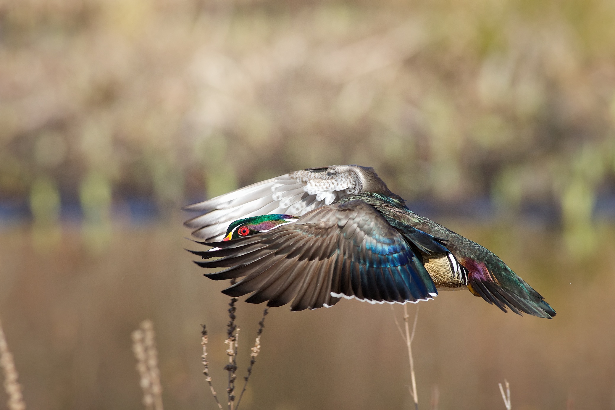 Wood Duck