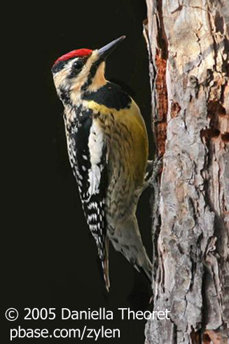 Pileated Woodpecker Decal  Colours Of A Woodpecker Transparent PNG   500x590  Free Download on NicePNG