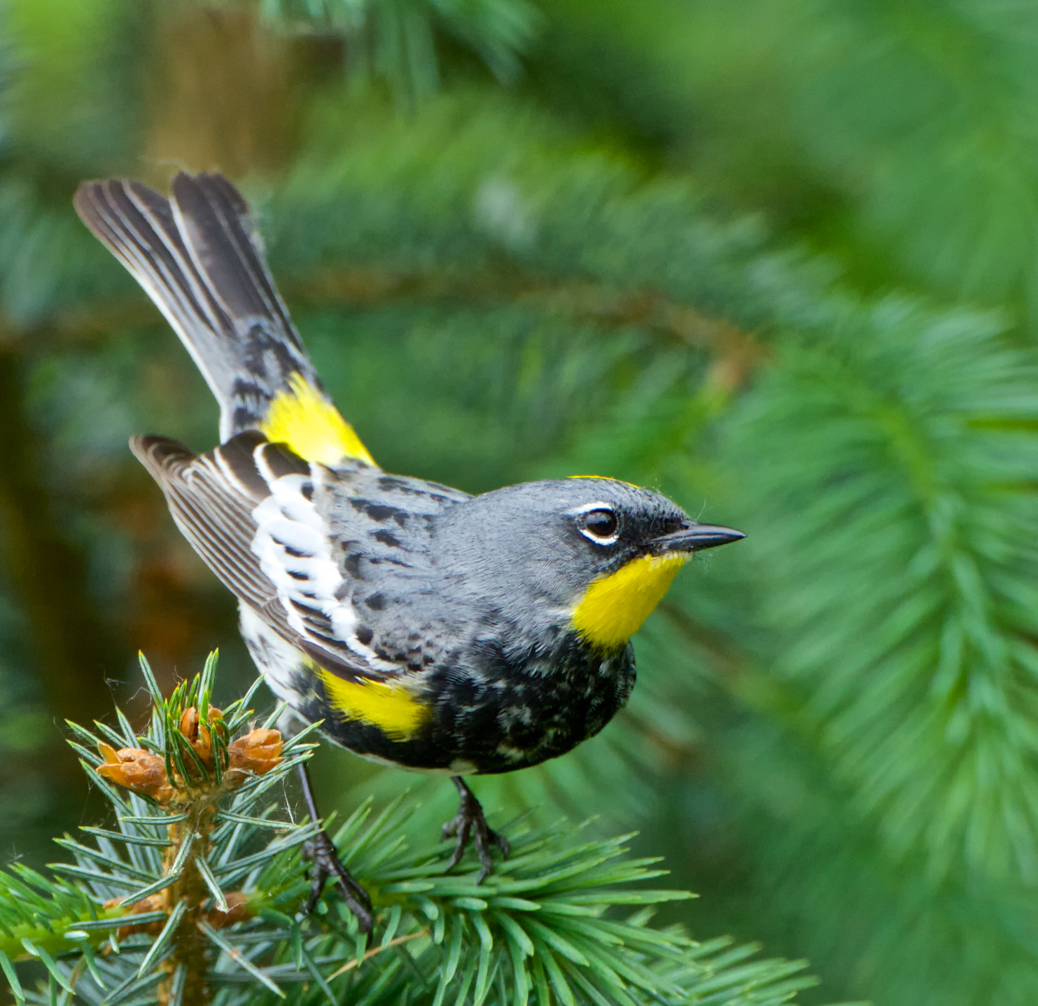 yellow rumped warbler bird yellow rumped warbler bird