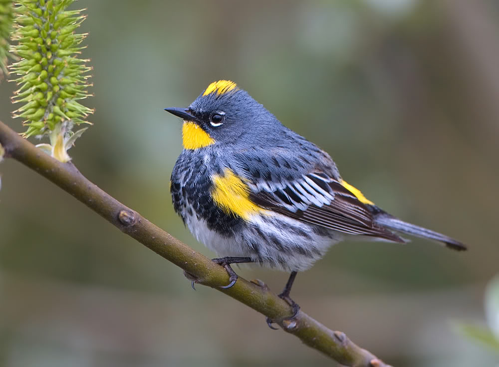 Yellow Rumped Warbler Male