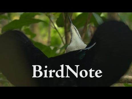 Sights & Sounds - Videos | BirdNote