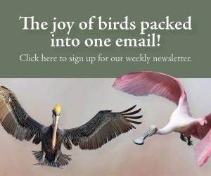 The joy of birds packed into one email! Click here to sign up for our weekly newsletter.