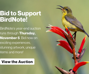 Bid to Support BirdNote! BirdNote's year-end auction runs through Thursday, November 5th. Bid now on exciting experiences, stunning artwork, unique items and more!
