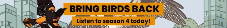 Bring Birds Back – Listen to Season 4 today!