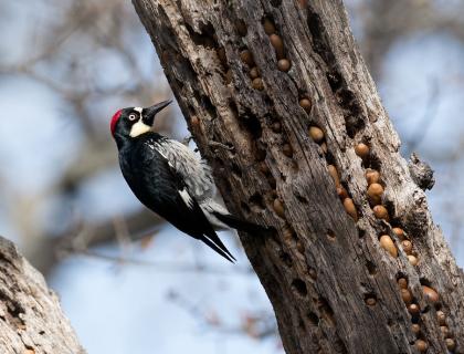 A black and white bird with red patch on his head clings to a tree trunk that has acorns tucked into holes all over the surface.