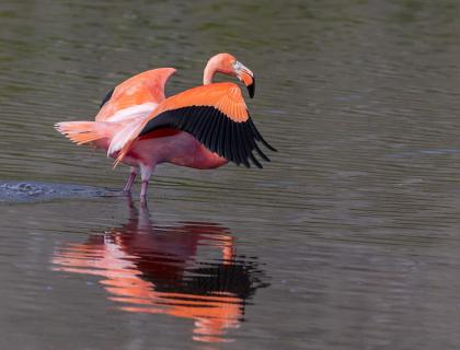 A bright pink-orange flamingo stands in water with wings outstretched, showing the black feathers along their edges