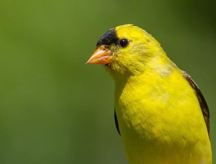 A male American Goldfinch in sunlight, showing his bright yellow breast and head, with black patch above his beak.