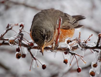 American Robin perched on an ice-covered slender branch, reaching for the frozen berries. 