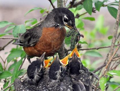 American Robin feeding caterpillars to chicks in nest