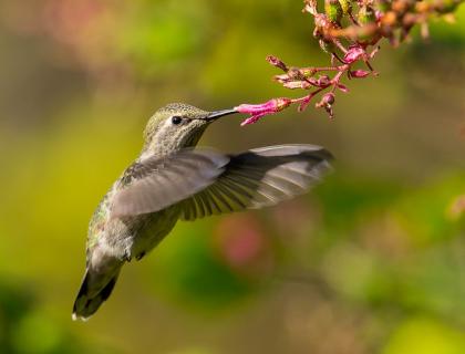 Anna's Hummingbird drinking from flower