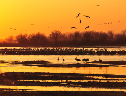 Sandhill Cranes swirl above sandbars in the Platte River under a yellow-orange sunset