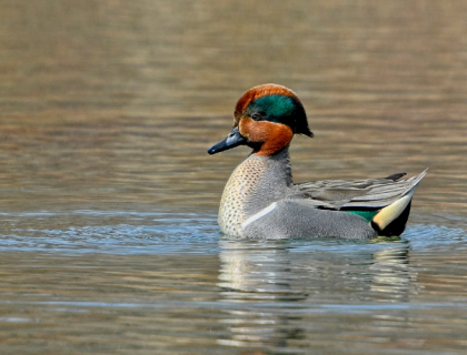A male Green-winged Teal in the water with bright-green feathers on his head reflecting sunlight