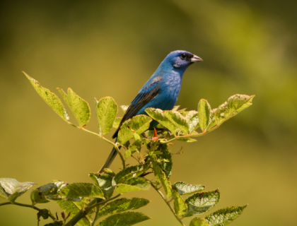 A male Indigo Bunting with blue feathers perches on top of a shrub in bright sunlight
